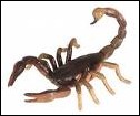 escorpion