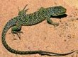 lagarto