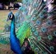 pavoreal