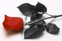 Rosa roja