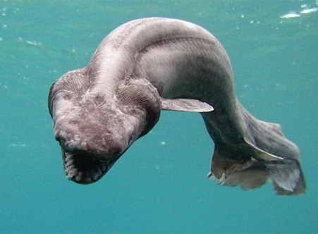 tiburon_prehistorico
