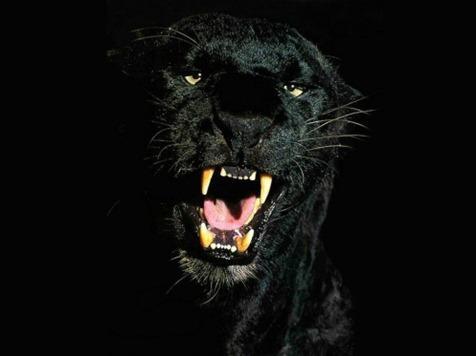 pantera-negra-840834-373391