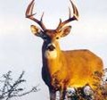 venado