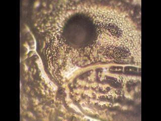 estimulos negativos estimulos negativos