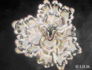 masaru emoto masaru emoto